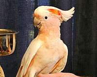 medium-bird-for-sale-in-loxahatchee-fl