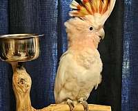 companion-bird-for-sale-in-loxahatchee-fl
