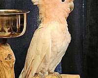 cute-bird-for-sale-in-loxahatchee-fl