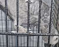 african-grey-parrot-for-sale