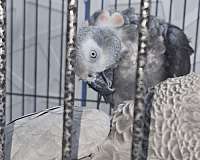 african-grey-parrot-for-sale-in-las-vegas-nv