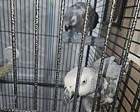 bird-for-sale-in-las-vegas-nv