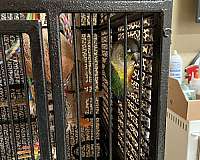 small-pet-quiet-bird-for-sales
