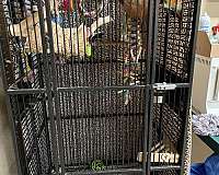 pet-quiet-adult-bird
