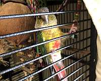 pet-quiet-for-sale