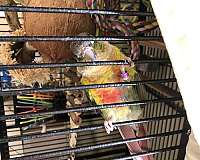green-cheek-conure-for-sale