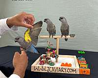fancy-poicephalus-parrots-for-sale