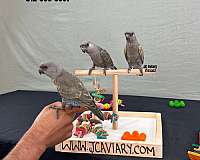 homing-poicephalus-parrots-for-sale