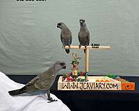 singing-poicephalus-parrots-for-sale