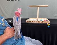 homing-poicephalus-parrots-for-sale