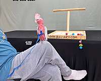 singing-poicephalus-parrots-for-sale