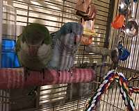 blue-green-bonded-pair-tame-bird-for-sale