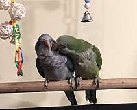 bonded-pair-tame-quaker-parrots-for-sale
