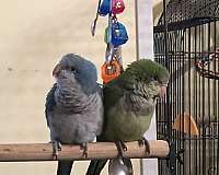quaker-parrots-for-sale