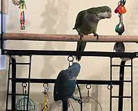 quaker-parrots-for-sale-in-baltimore-md