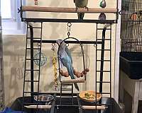 bird-for-sale-in-baltimore-md