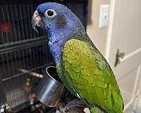 blue-headed-pionus-parrots-for-sale-in-baltimore-md