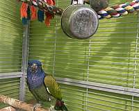 adult-blue-headed-pionus-parrots-for-sale