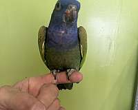 pionus-parrots-blue-headed-parrots-for-sale-in-baltimore-md