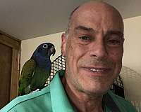 blue-headed-pionus-parrots-for-sale