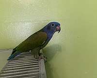 bird-for-sale-in-baltimore-md