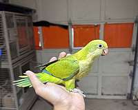 quaker-parrots-for-sale