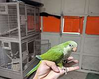 quaker-parrots-for-sale-in-stafford-va