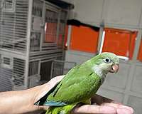 bird-for-sale-in-stafford-va