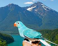 parakeet-for-sale
