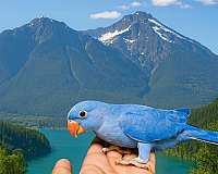 parakeet-for-sale-in-stafford-va