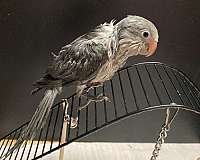 grey-white-bird-for-sale