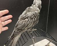 aggressive-bird-for-sale