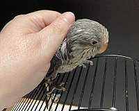 companion-bird-for-sale