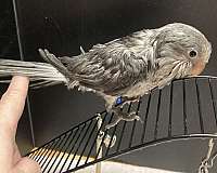 handfed-bird-for-sale