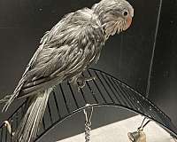 pet-bird-for-sale