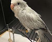 medium-grey-bird-for-sale