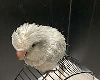 companion-bird-for-sale