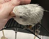 cute-bird-for-sale