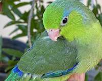 parrotlet-for-sale