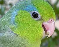 blue-green-parrotlet-for-sale