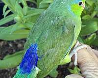 blue-green-bird-for-sale