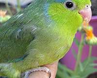 small-bird-for-sale