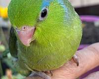 small-blue-green-bird-for-sale