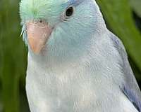 parrotlet-for-sale