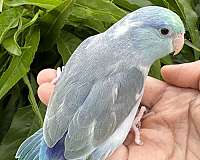 blue-green-parrotlet-for-sale