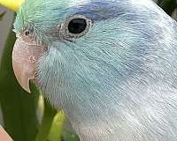 blue-green-bird-for-sale