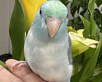 small-bird-for-sale