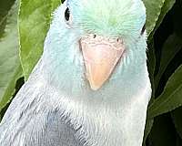 small-blue-green-bird-for-sale
