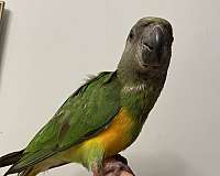 senegal-poicephalus-parrots-for-sale-in-zuni-va