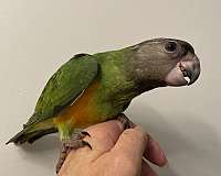 senegal-poicephalus-parrots-for-sale
